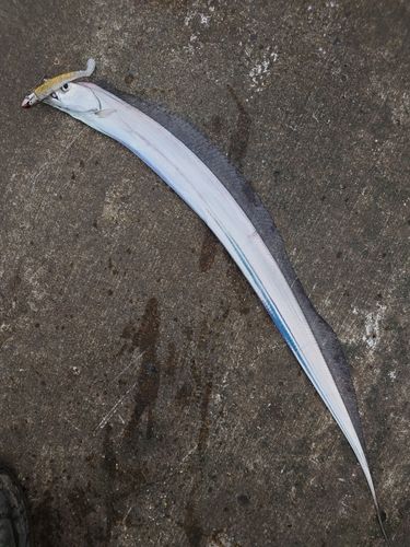 タチウオの釣果