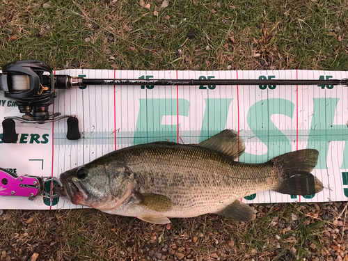 ブラックバスの釣果