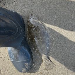 ソゲ