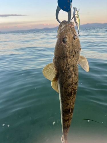 マゴチの釣果