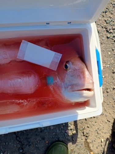 タイの釣果