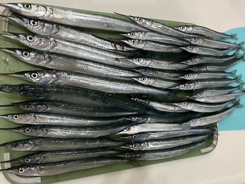 サヨリの釣果