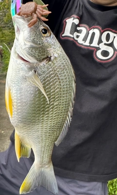 キビレの釣果
