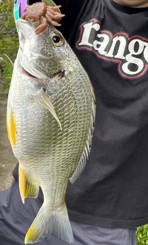 キビレの釣果