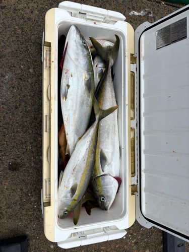 ブリの釣果