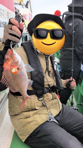 マダイの釣果