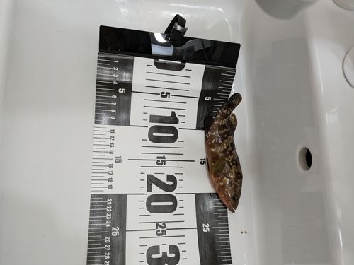 キジハタの釣果
