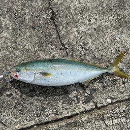 ハマチ