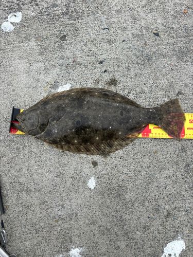 ヒラメの釣果