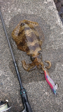 アオリイカの釣果