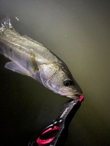 スズキの釣果