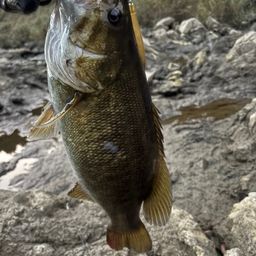 スモールマウスバス