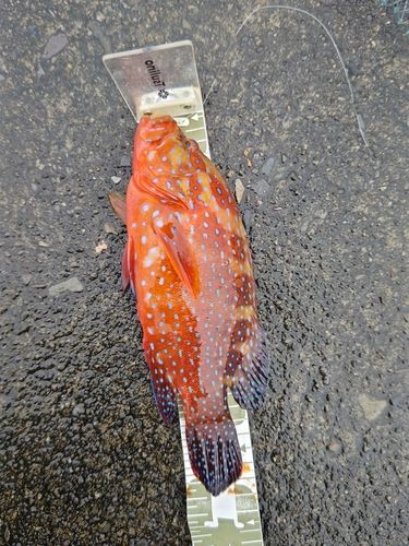 ユカタハタの釣果