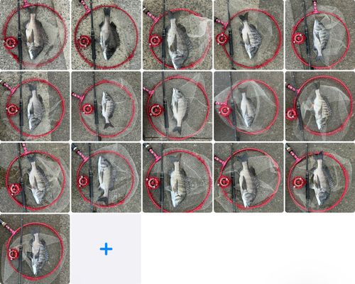 クロダイの釣果