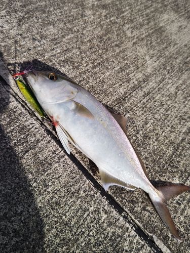 カンパチの釣果