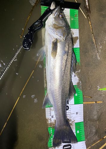 シーバスの釣果