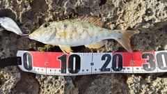 ムネアカクチビの釣果