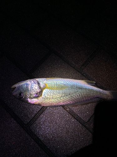 豊洲