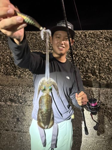 イカの釣果