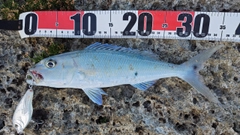 アオチビキの釣果