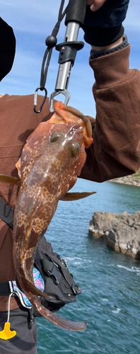 キジハタの釣果