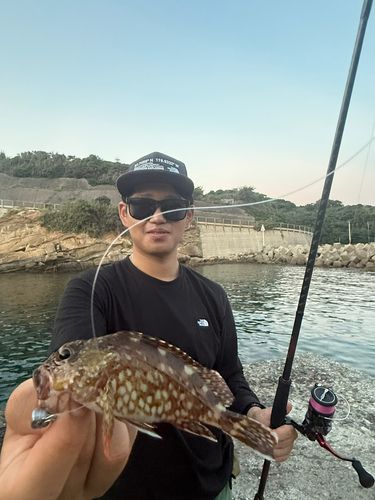 アラカブの釣果