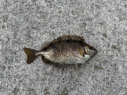 アイゴの釣果
