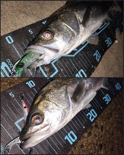 シーバスの釣果