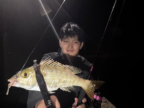 アラカブの釣果