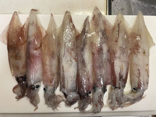 ヤリイカの釣果