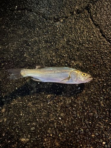 フッコ(マルスズキ)の釣果