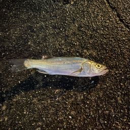 フッコ（マルスズキ）