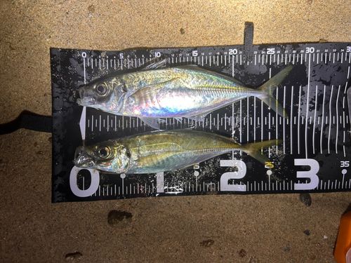 マアジの釣果