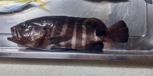 マハタモドキの釣果