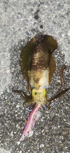 アオリイカの釣果