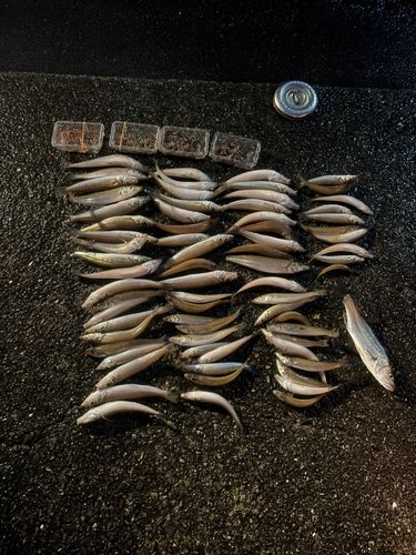 キスの釣果