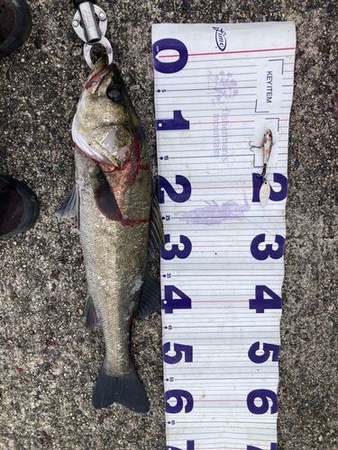 フッコ(マルスズキ)の釣果