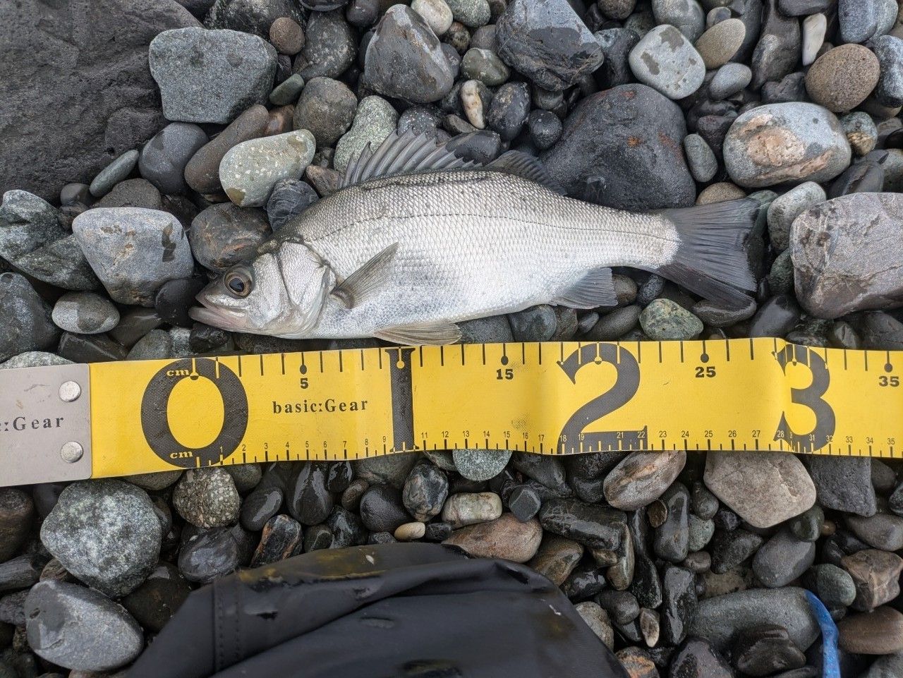 セイゴ（ヒラスズキ）