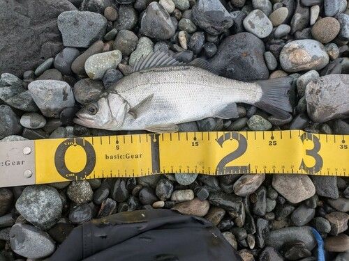 セイゴ（ヒラスズキ）の釣果