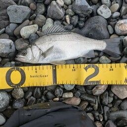 セイゴ（ヒラスズキ）