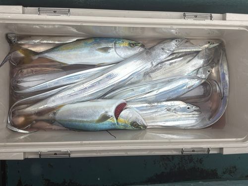 タチウオの釣果