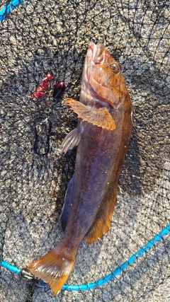 アイナメの釣果