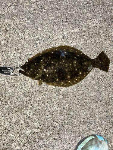 ヒラメの釣果