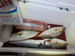 ネリゴの釣果