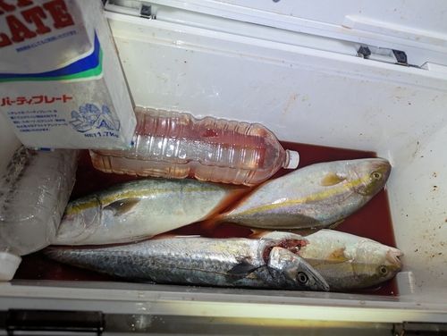 ネリゴの釣果