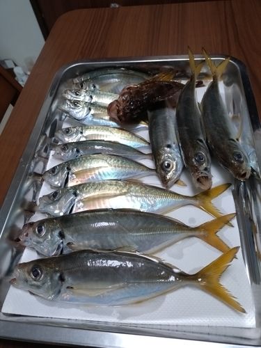 マアジの釣果