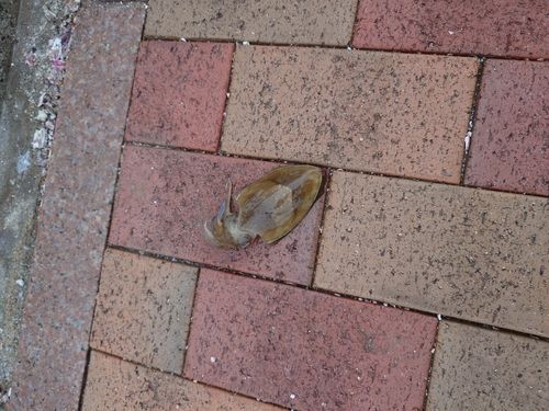 モンゴウイカの釣果