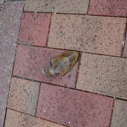 モンゴウイカ
