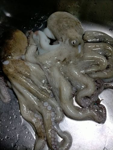 タコの釣果