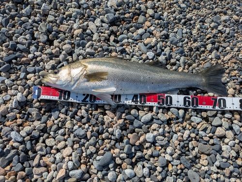 マルスズキの釣果